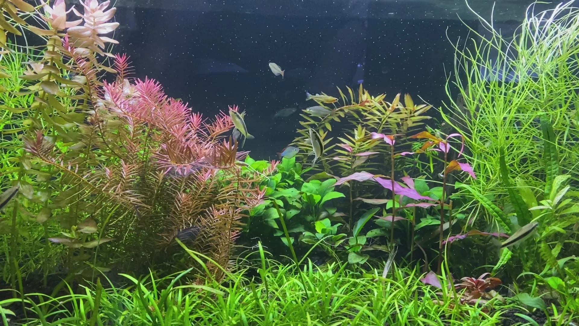 Dive Into Premium Aquatic Style