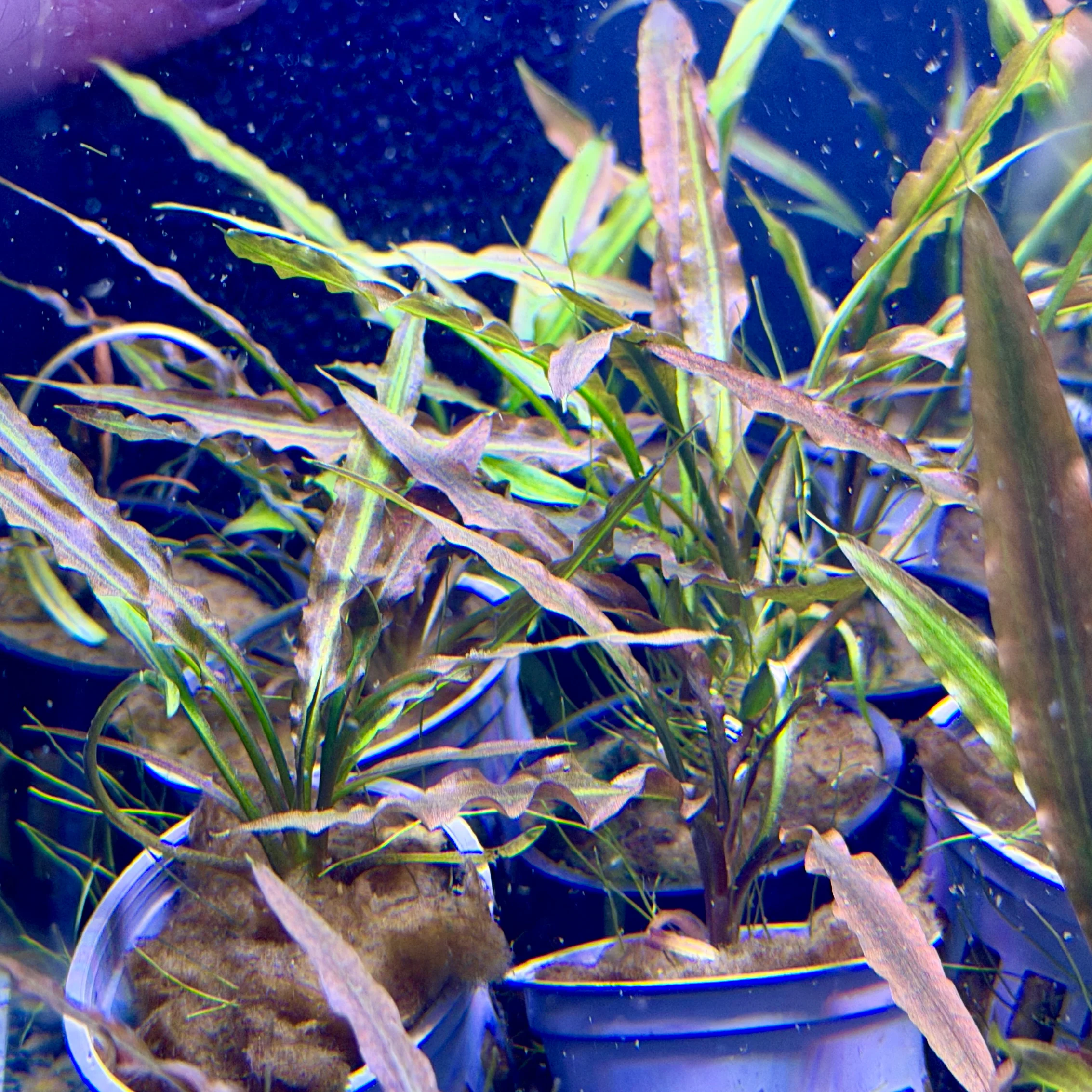 Red Plants