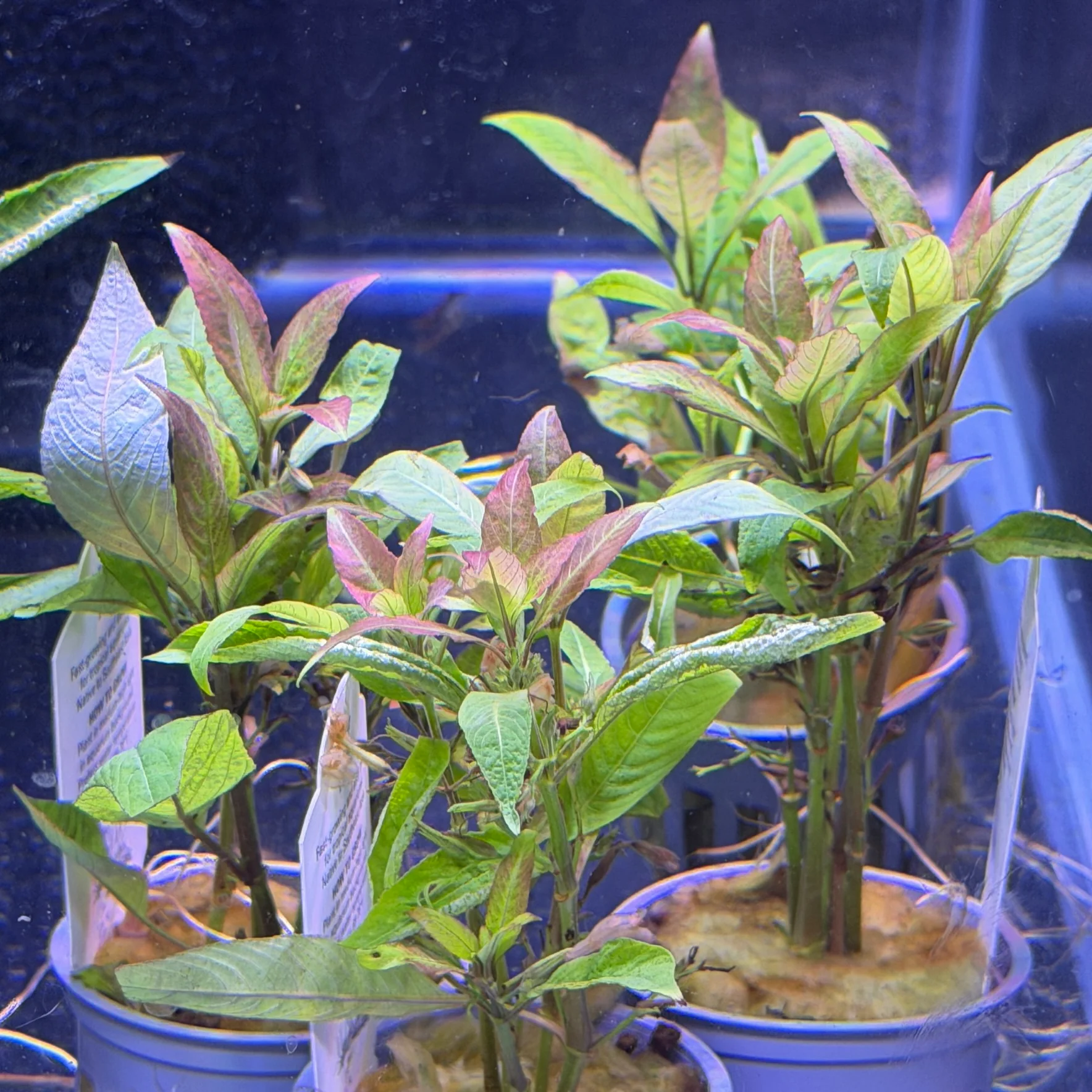 Midground plants