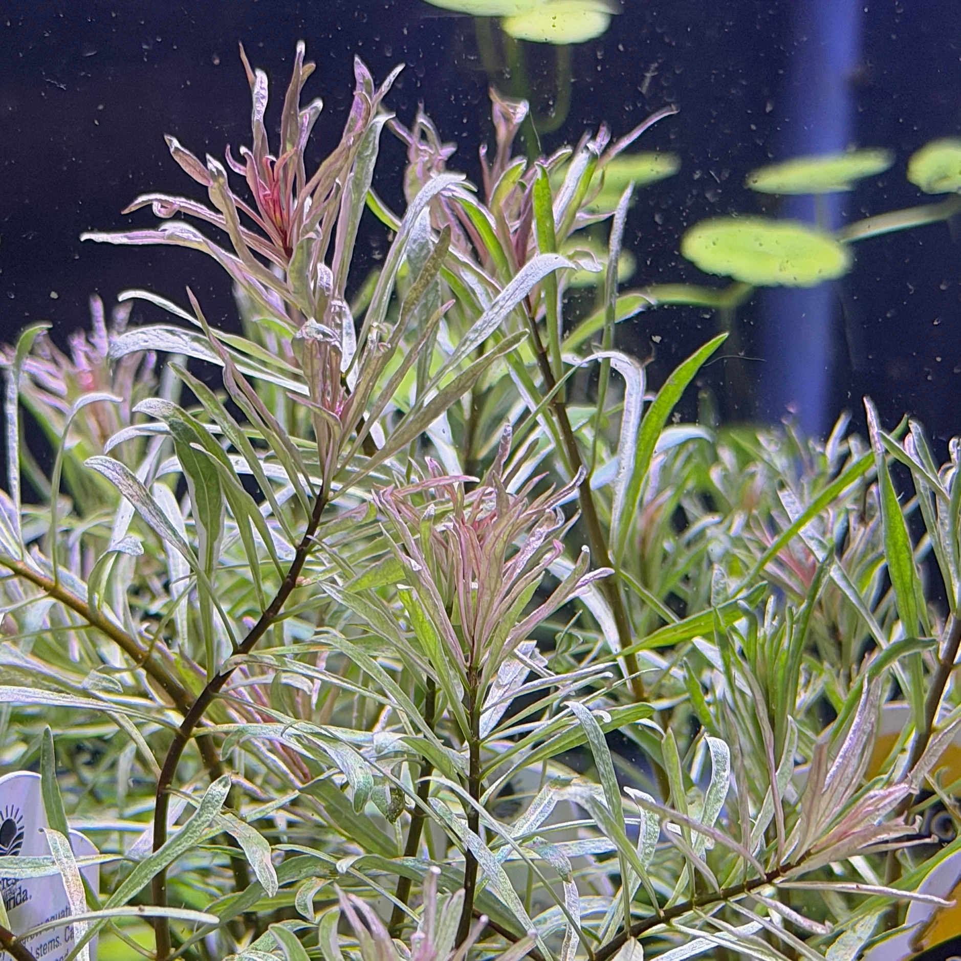 Aquatic Plants